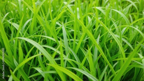 Lush green grass with fine blades and vibrant color, close-up