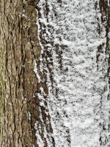 Closeup of tree bark with snow