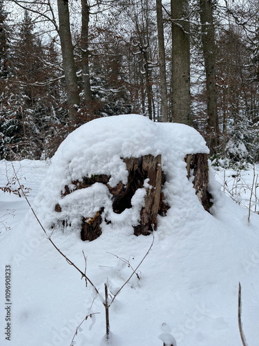 Tree trunk covered in snow