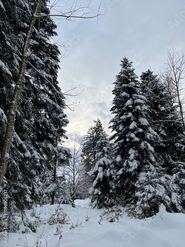 Large pine trees in the snow