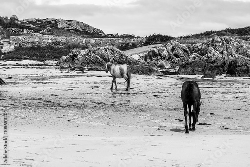 Two horses are walking on a beach photo