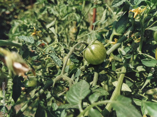 Several fruits of unripe green tomatoes hang on a branch. Concept of gardening and small vegetable garden in the yard of the house. photo