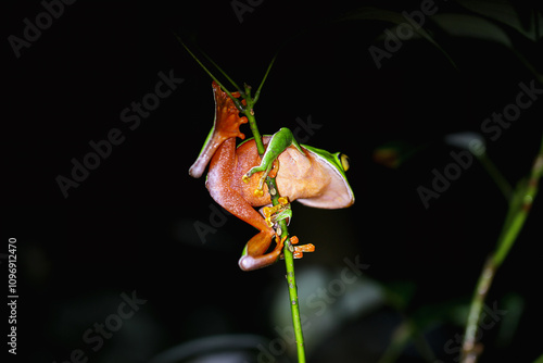 A vibrant Orange Belly Tree Frog(Zhangixalus aurantiventris) with a smooth, dark green back and orange-red belly perched on a branch. New Taipei City, Taiwan. photo