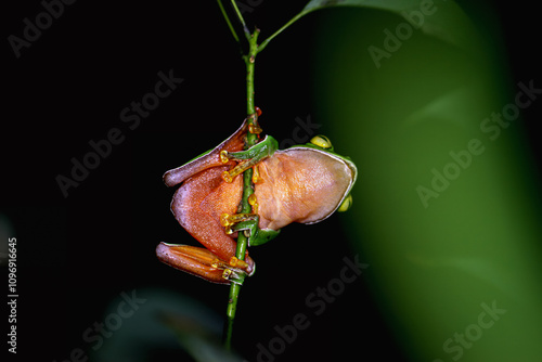 A vibrant Orange Belly Tree Frog(Zhangixalus aurantiventris) with a smooth, dark green back and orange-red belly perched on a branch. New Taipei City, Taiwan. photo