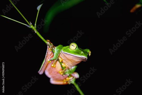 A vibrant Orange Belly Tree Frog(Zhangixalus aurantiventris) with a smooth, dark green back and orange-red belly perched on a branch. New Taipei City, Taiwan. photo