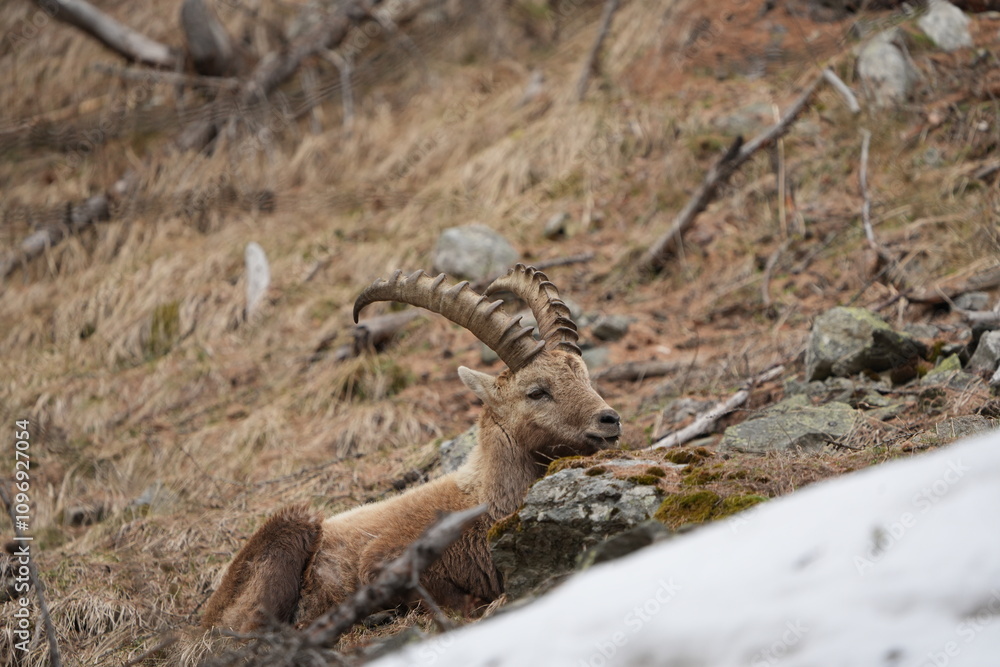 herd of steinbock capricorns grazing in Pontresina, Graubuenden, during summer. Ibex herd. herd of steinbock capricorns grazing in Pontresina, Graubuenden, during summer. Ibex herd.