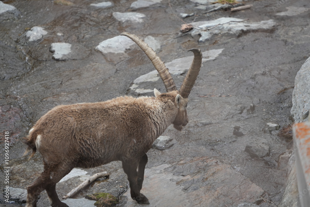 herd of steinbock capricorns grazing in Pontresina, Graubuenden, during summer. Ibex herd. herd of steinbock capricorns grazing in Pontresina, Graubuenden, during summer. Ibex herd.