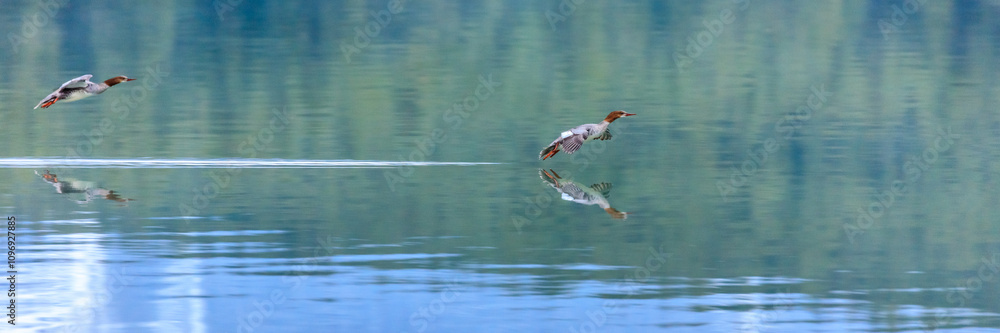 Fototapeta premium Two birds flying over a body of water