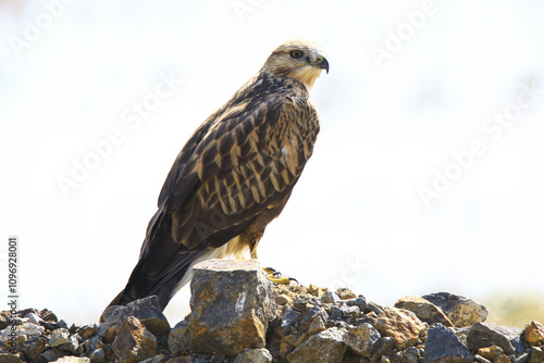 Wildlife - Birds. Long-legged sparrowhawks can be seen in mountains, valleys, forest edges, steppes, farmlands and seashores. They usually feed on small mammals such as field mice and moles. photo