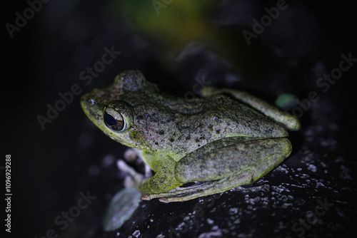 A close-up of a Swinhoe's Frog(Odorrana swinhoana)  with a green and brown spotted back on a rock. The frog's smooth skin has small warts and granules. New Taipei City, Taiwan. photo