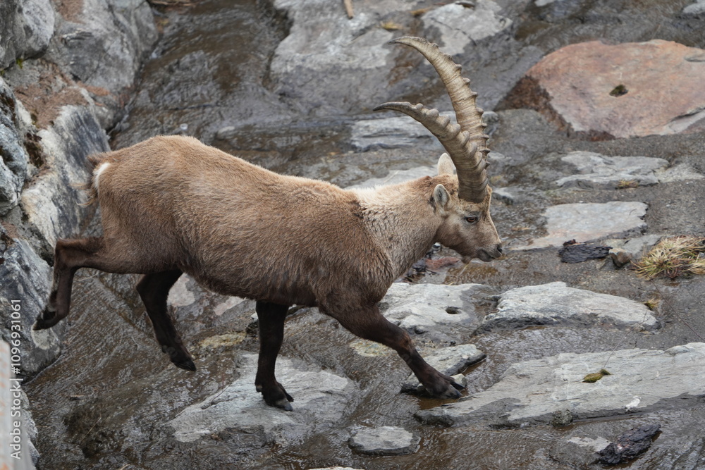herd of steinbock capricorns grazing in Pontresina, Graubuenden, during summer. Ibex herd. herd of steinbock capricorns grazing in Pontresina, Graubuenden, during summer. Ibex herd.