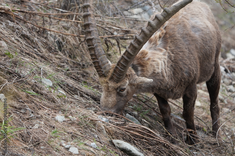 herd of steinbock capricorns grazing in Pontresina, Graubuenden, during summer. Ibex herd. herd of steinbock capricorns grazing in Pontresina, Graubuenden, during summer. Ibex herd.