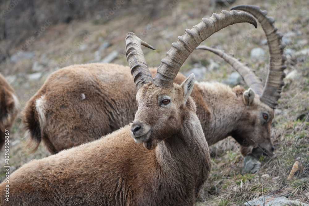 herd of steinbock capricorns grazing in Pontresina, Graubuenden, during summer. Ibex herd. herd of steinbock capricorns grazing in Pontresina, Graubuenden, during summer. Ibex herd.