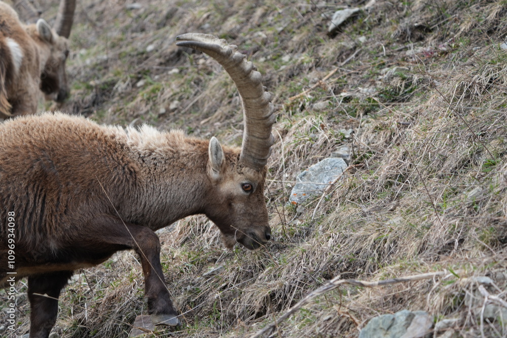 herd of steinbock capricorns grazing in Pontresina, Graubuenden, during summer. Ibex herd. herd of steinbock capricorns grazing in Pontresina, Graubuenden, during summer. Ibex herd.