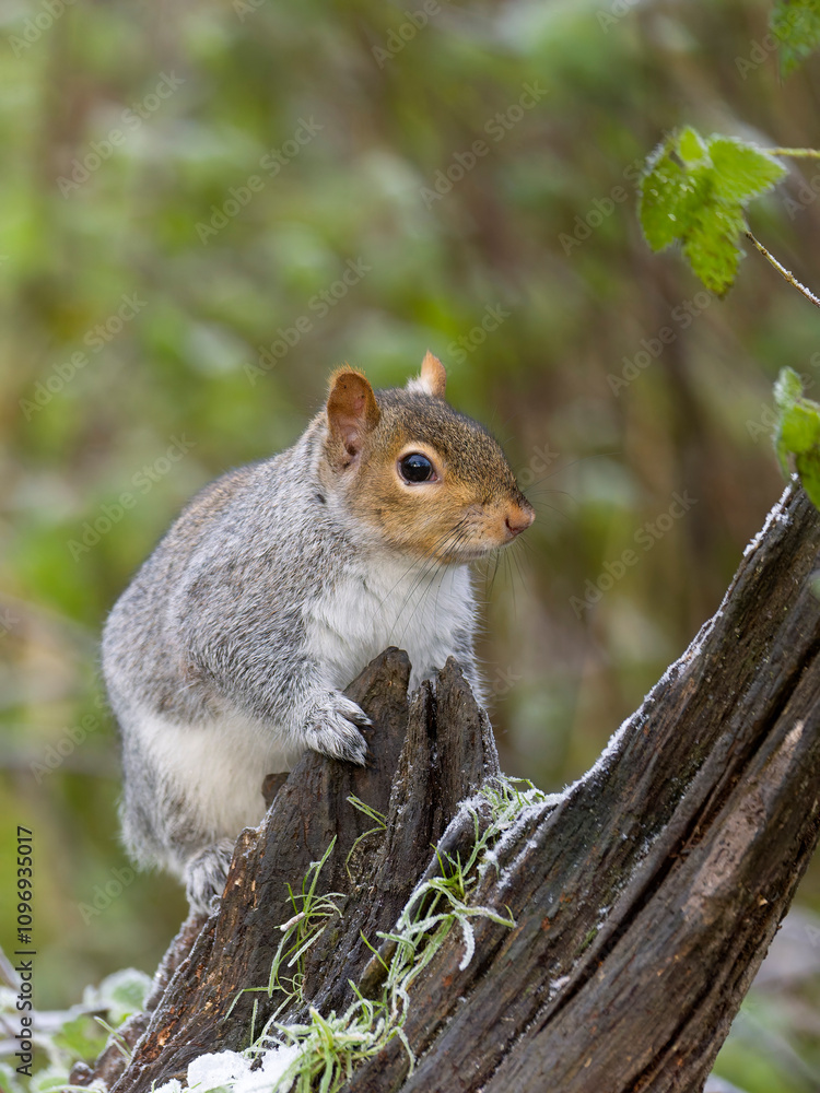 Grey squirrel, Sciurus carolinensis Grey squirrel, Sciurus carolinensis