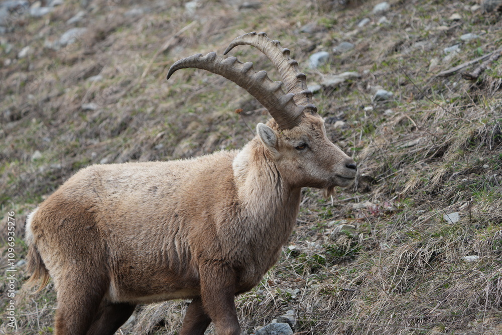 herd of steinbock capricorns grazing in Pontresina, Graubuenden, during summer. Ibex herd. herd of steinbock capricorns grazing in Pontresina, Graubuenden, during summer. Ibex herd.