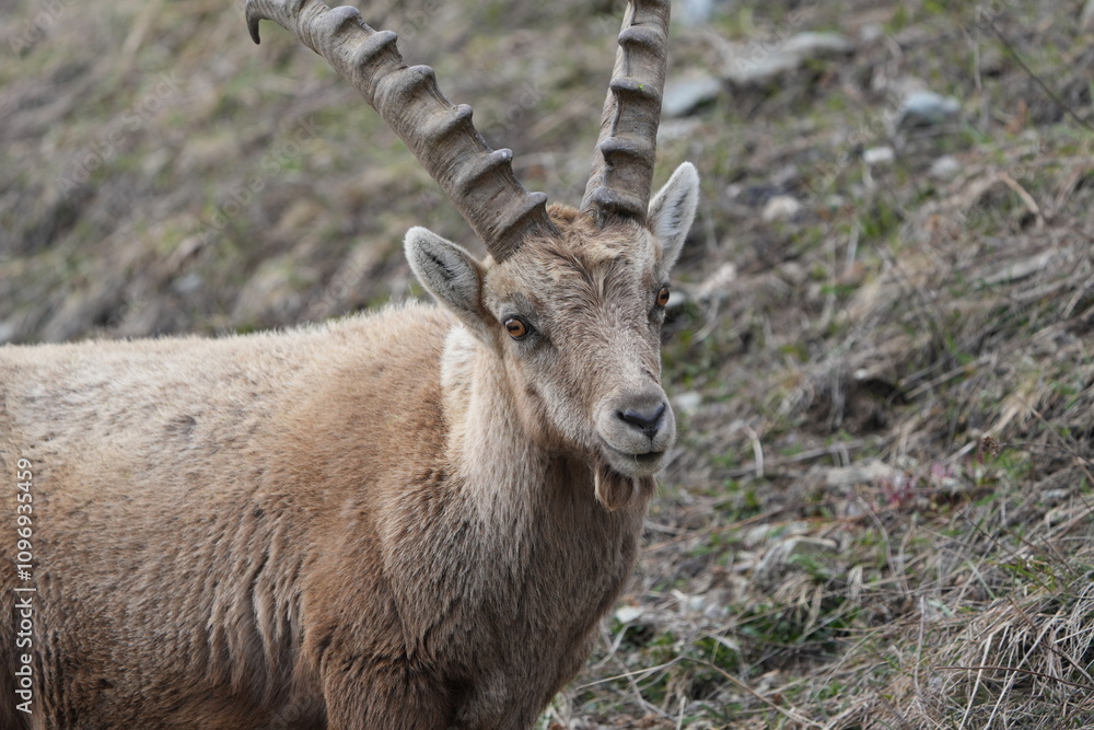 herd of steinbock capricorns grazing in Pontresina, Graubuenden, during summer. Ibex herd. herd of steinbock capricorns grazing in Pontresina, Graubuenden, during summer. Ibex herd.