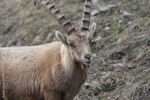 herd of steinbock capricorns grazing in Pontresina, Graubuenden, during summer. Ibex herd.