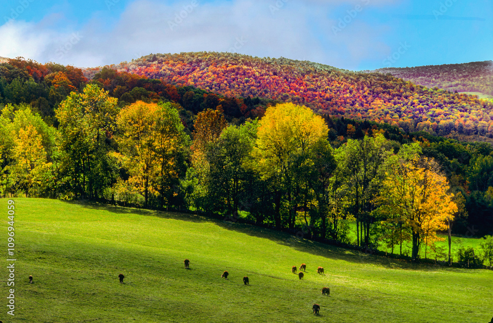 Fototapeta premium Fall foliage in Vermont hillside pasture with grazing cattle