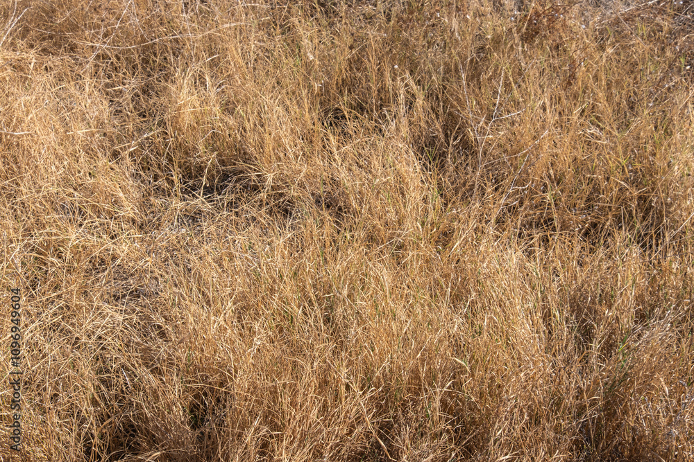 Fototapeta premium dried grass in the countryside in summer