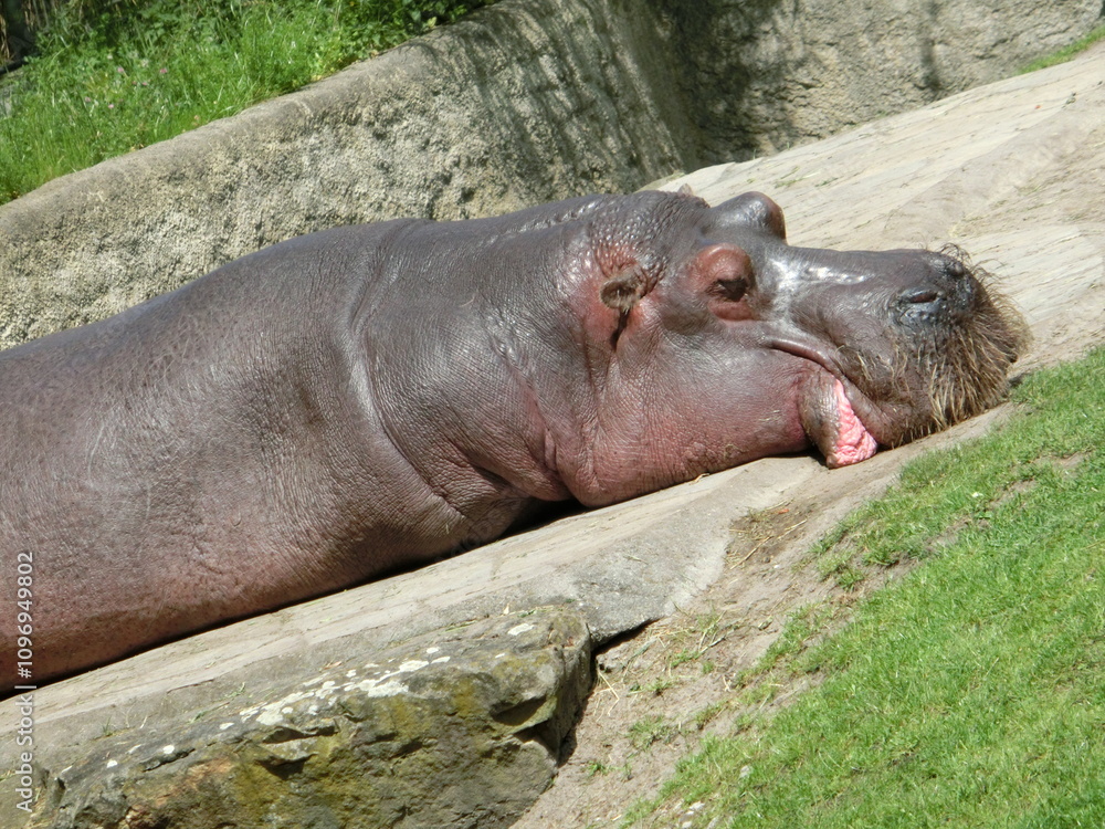 hippopotamus resting in the water hippopotamus resting in the water