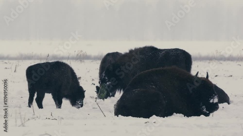 European Bison Resting on Snowy Field in Cloudy Winter Landscape