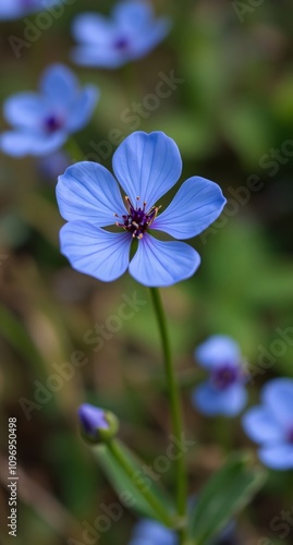 blue flower