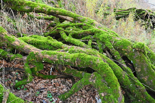 Fototapeta Naklejka Na Ścianę i Meble -  Omszone drzewa przy brzegu Wisły.