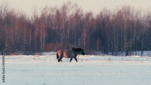 Konik Horses Walking Through Snow at Sunset in Winter Landscape