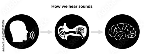 How we hear sounds Ear and brain Interaction