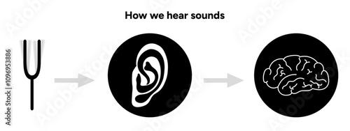 How we hear sounds Ear and brain Interaction