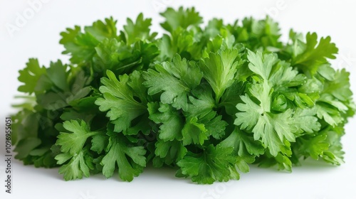 A fresh bunch of cilantro leaves arranged neatly against a white background.