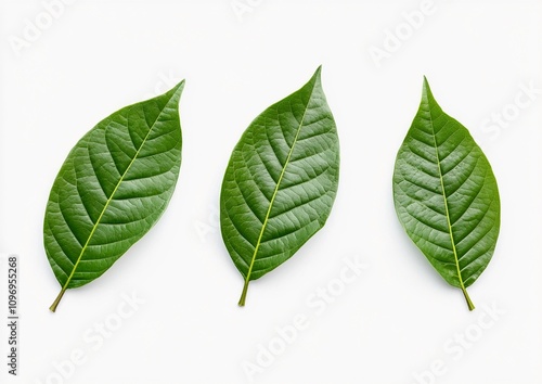 Fresh Green Cocoa Leaves on a White Background. Tropical Cocoa Leaves