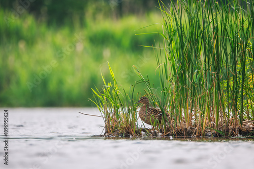Duck hidden in the reeds