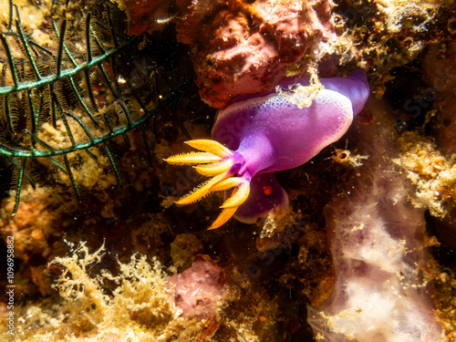 A close-up picture of a Hypselodoris apolegma nudibranch crawling on soft corals in Puerto Galera, Philippines. This is the center of the coral triangle with an outstanding biodiversity photo