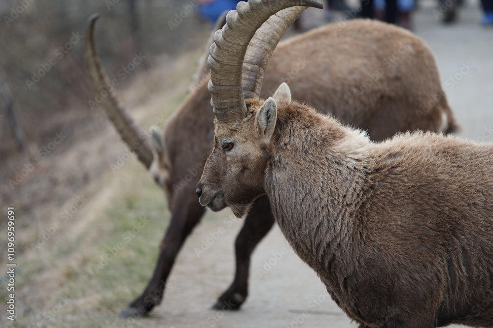 close up of a male steinbock in pontresina, graubuenden, ibex portrait close up - herd of ibexes in grisons, capricorn capra close up of a male steinbock in pontresina, graubuenden, ibex portrait close up - herd of ibexes in grisons, capricorn capra