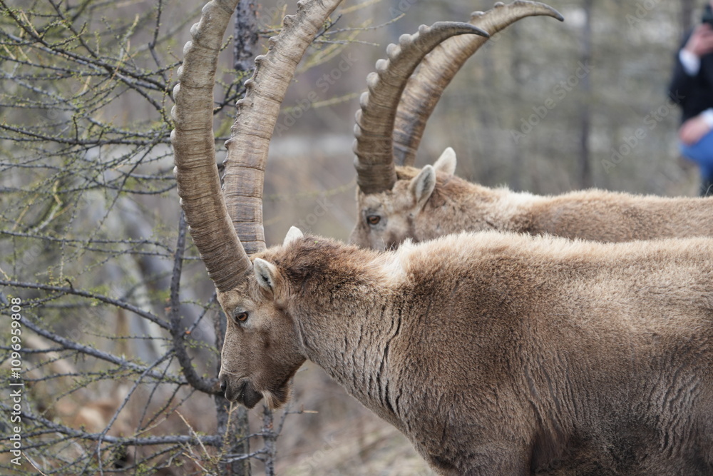 close up of a male steinbock in pontresina, graubuenden, ibex portrait close up - herd of ibexes in grisons, capricorn capra close up of a male steinbock in pontresina, graubuenden, ibex portrait close up - herd of ibexes in grisons, capricorn capra