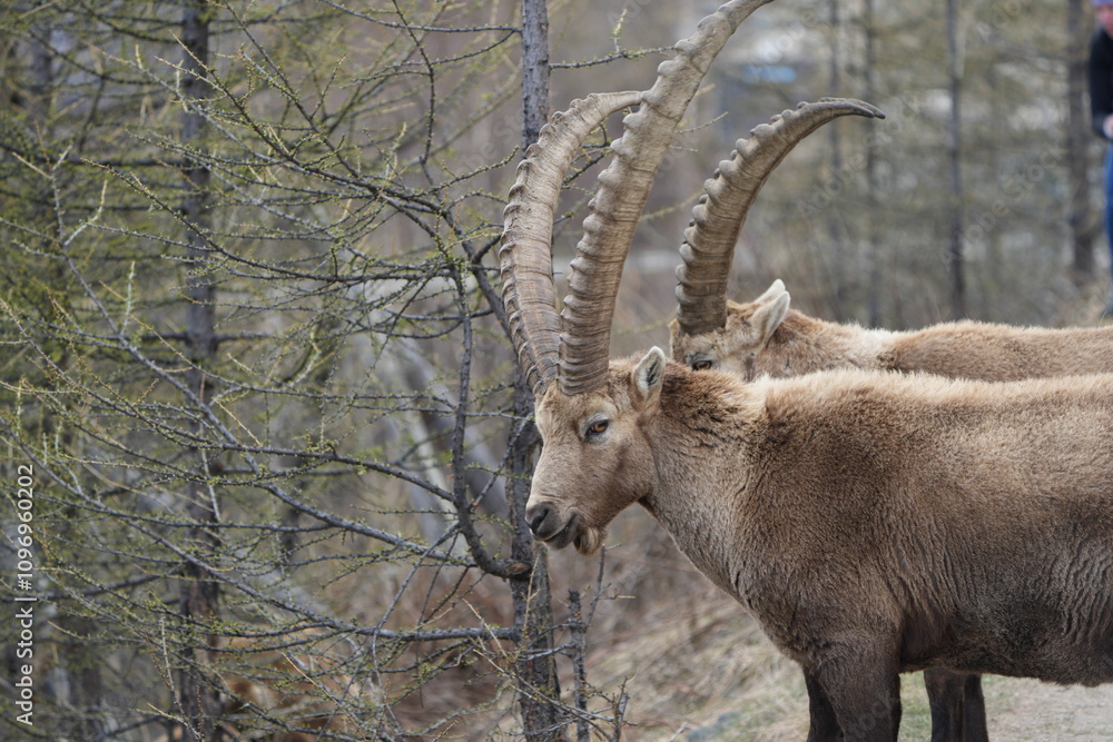 close up of a male steinbock in pontresina, graubuenden, ibex portrait close up - herd of ibexes in grisons, capricorn capra close up of a male steinbock in pontresina, graubuenden, ibex portrait close up - herd of ibexes in grisons, capricorn capra