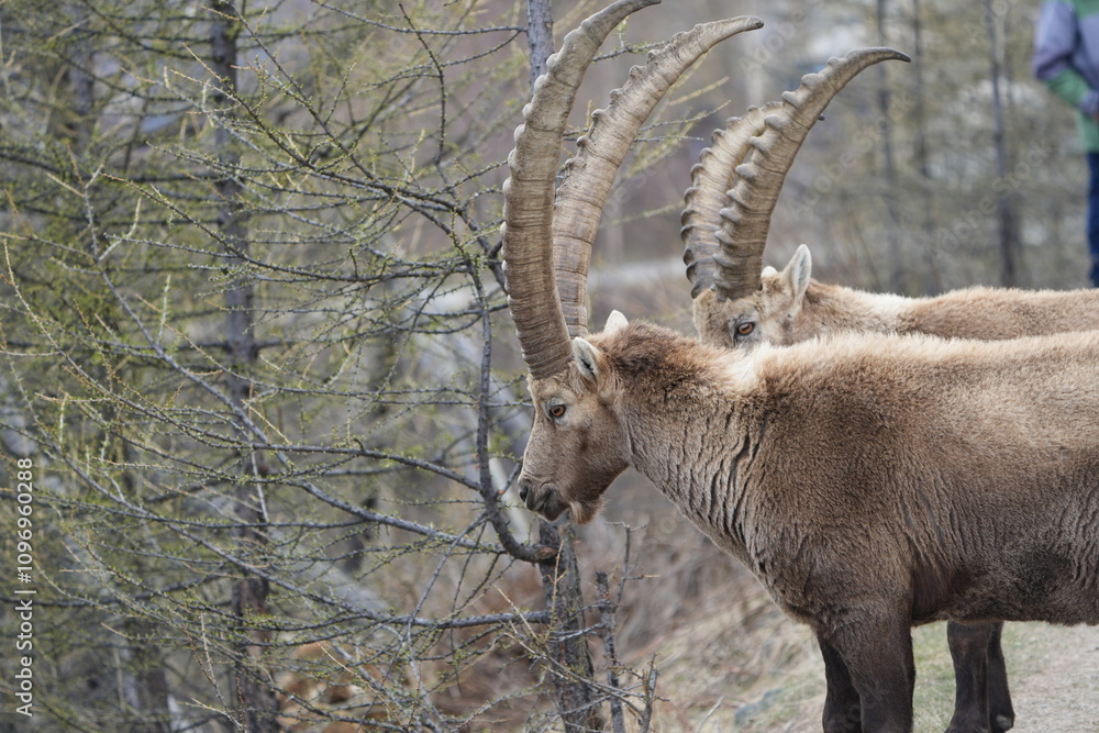 close up of a male steinbock in pontresina, graubuenden, ibex portrait close up - herd of ibexes in grisons, capricorn capra close up of a male steinbock in pontresina, graubuenden, ibex portrait close up - herd of ibexes in grisons, capricorn capra