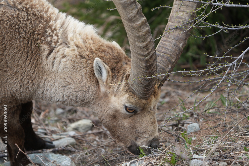 close up of a male steinbock in pontresina, graubuenden, ibex portrait close up - herd of ibexes in grisons, capricorn capra close up of a male steinbock in pontresina, graubuenden, ibex portrait close up - herd of ibexes in grisons, capricorn capra