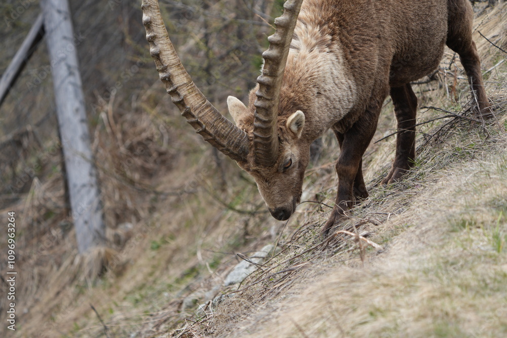 close up of a male steinbock in pontresina, graubuenden, ibex portrait close up - herd of ibexes in grisons, capricorn capra close up of a male steinbock in pontresina, graubuenden, ibex portrait close up - herd of ibexes in grisons, capricorn capra