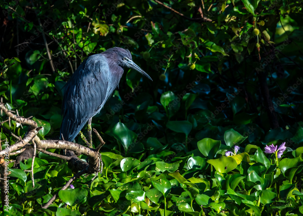 Fototapeta premium Little Blue Heron on a branch along the trail in Brazos Bend State Park