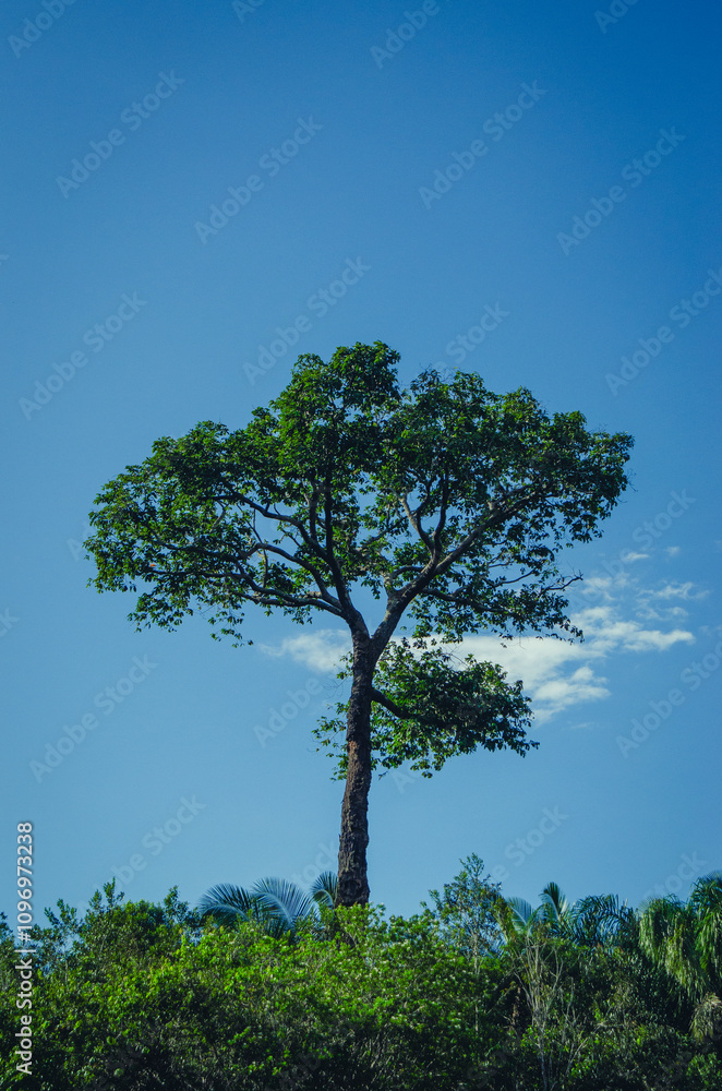 Obraz premium Majestic Amazon: The Heart of Brazil's Rainforest