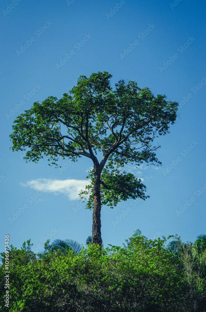 Majestic Amazon: The Heart of Brazil's Rainforest Majestic Amazon: The Heart of Brazil's Rainforest