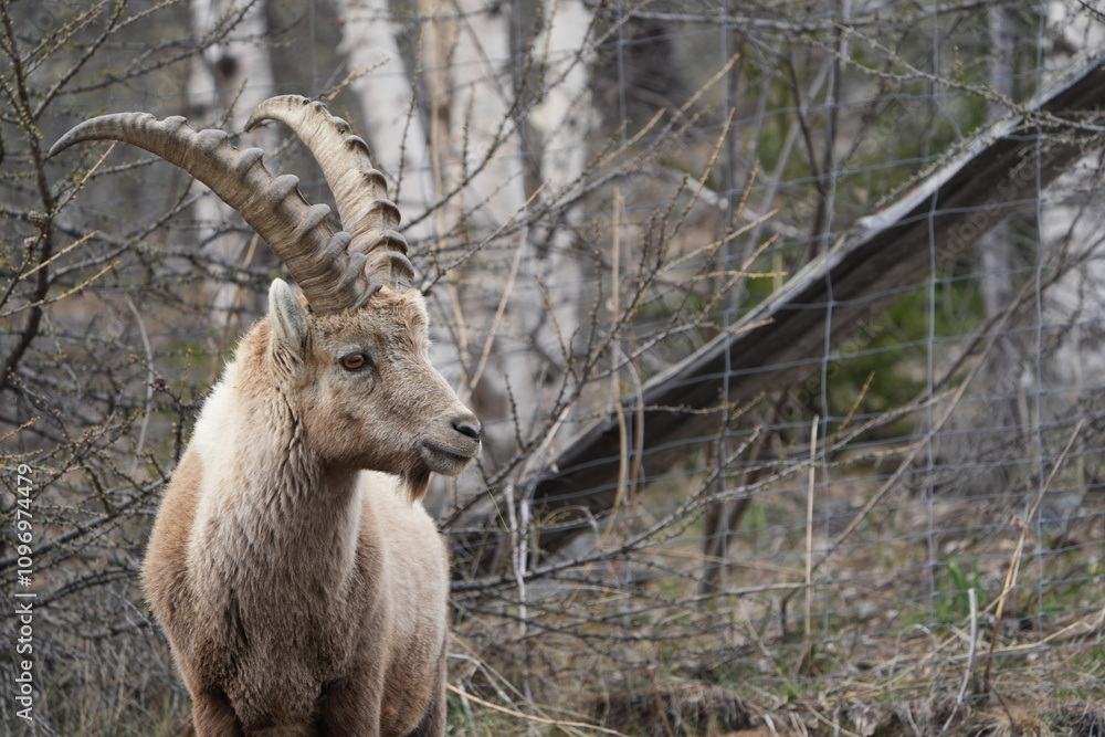 close up of a male steinbock in pontresina, graubuenden, ibex portrait close up - herd of ibexes in grisons, capricorn capra close up of a male steinbock in pontresina, graubuenden, ibex portrait close up - herd of ibexes in grisons, capricorn capra