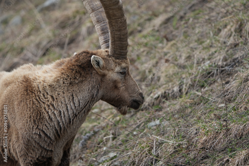 close up of a male steinbock in pontresina, graubuenden, ibex portrait close up - herd of ibexes in grisons, capricorn capra close up of a male steinbock in pontresina, graubuenden, ibex portrait close up - herd of ibexes in grisons, capricorn capra