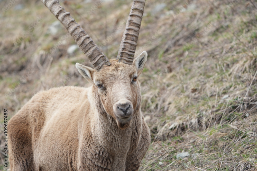 close up of a male steinbock in pontresina, graubuenden, ibex portrait close up - herd of ibexes in grisons, capricorn capra close up of a male steinbock in pontresina, graubuenden, ibex portrait close up - herd of ibexes in grisons, capricorn capra