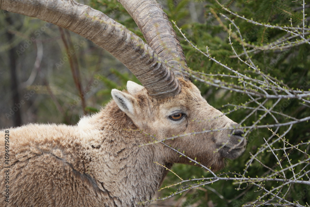 close up of a male steinbock in pontresina, graubuenden, ibex portrait close up - herd of ibexes in grisons, capricorn capra close up of a male steinbock in pontresina, graubuenden, ibex portrait close up - herd of ibexes in grisons, capricorn capra