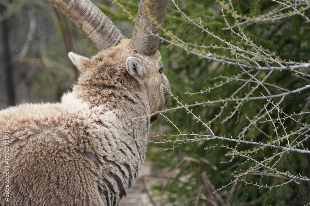 close up of a male steinbock in pontresina, graubuenden, ibex portrait close up - herd of ibexes in grisons, capricorn capra close up of a male steinbock in pontresina, graubuenden, ibex portrait close up - herd of ibexes in grisons, capricorn capra