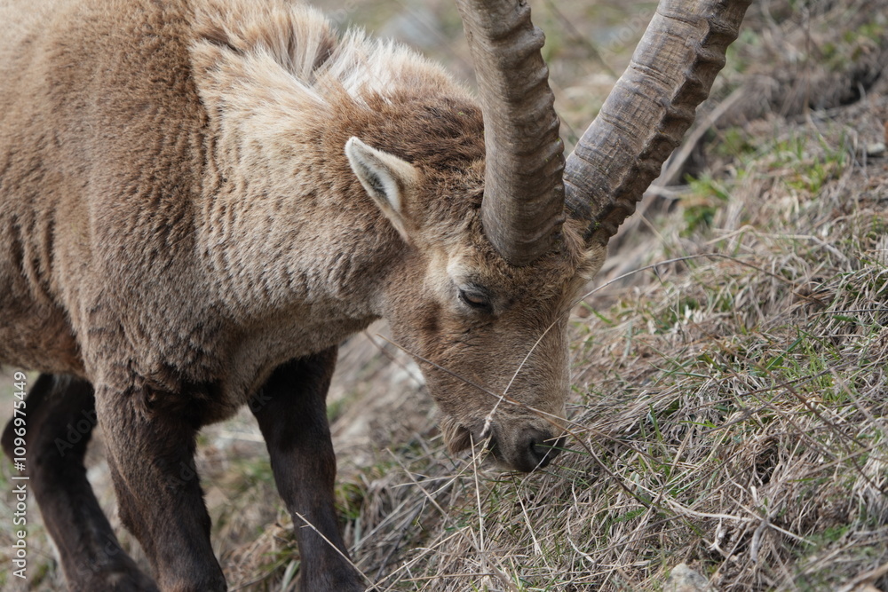 close up of a male steinbock in pontresina, graubuenden, ibex portrait close up - herd of ibexes in grisons, capricorn capra close up of a male steinbock in pontresina, graubuenden, ibex portrait close up - herd of ibexes in grisons, capricorn capra